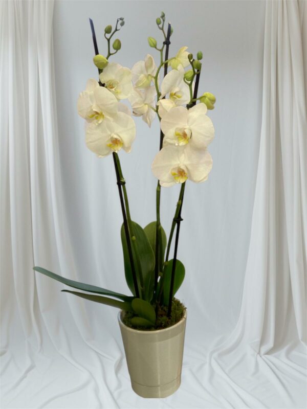 Orchidée Phalaenopsis