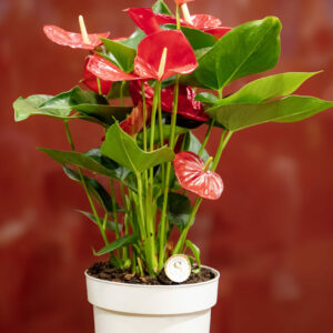 Anthurium rouge