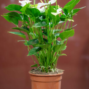 Anthurium blanc