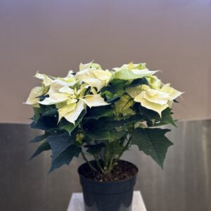 Poinsettia blanc