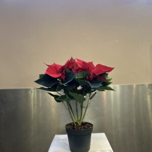Poinsettia rouge