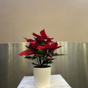 Poinsettia